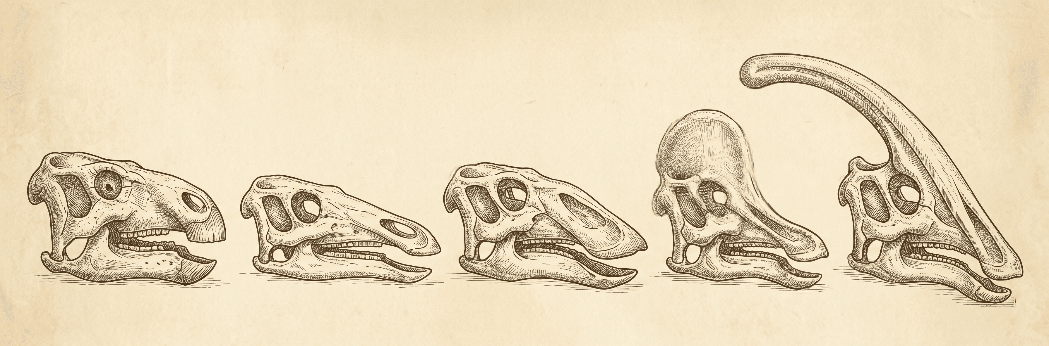 The Evolution of the Crest