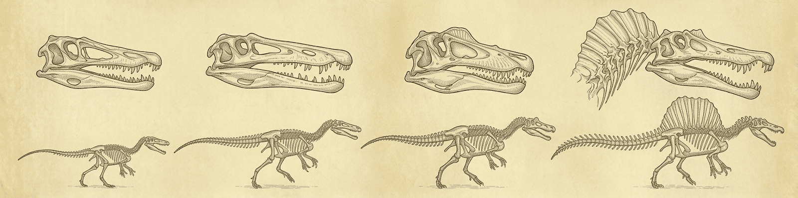 The Crocodilian Convergence